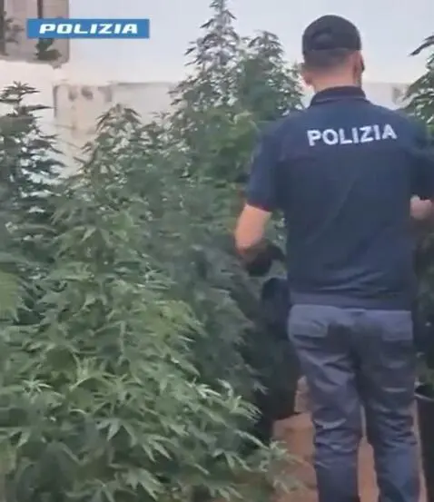 La piantagione scoperta dalla polizia