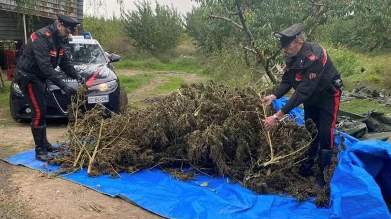 Il blitz dei carabinieri a Sessa