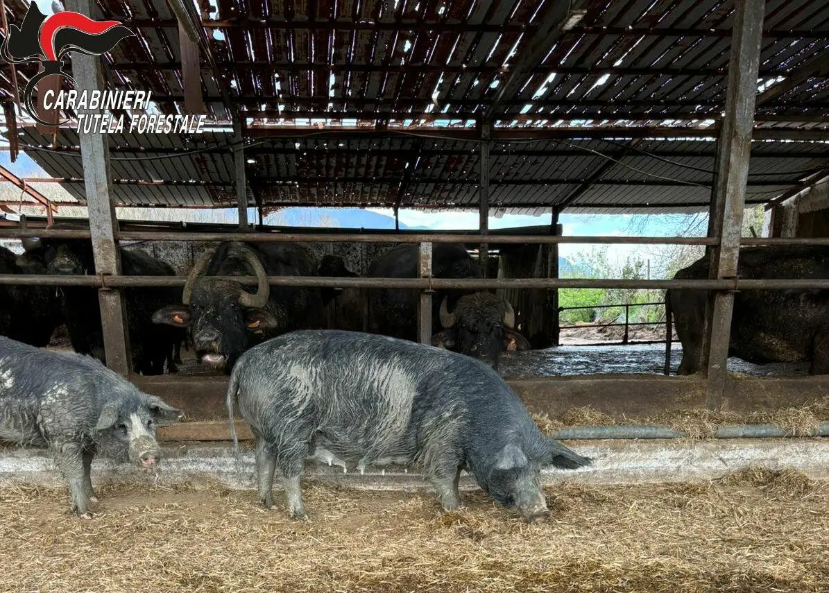Sequestro di maialini neri in un'azienda ad Ailano
