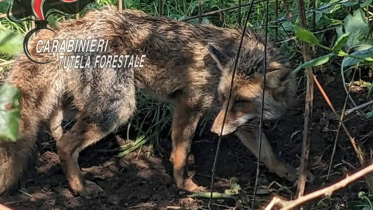 La volpe salvata dai carabinieri