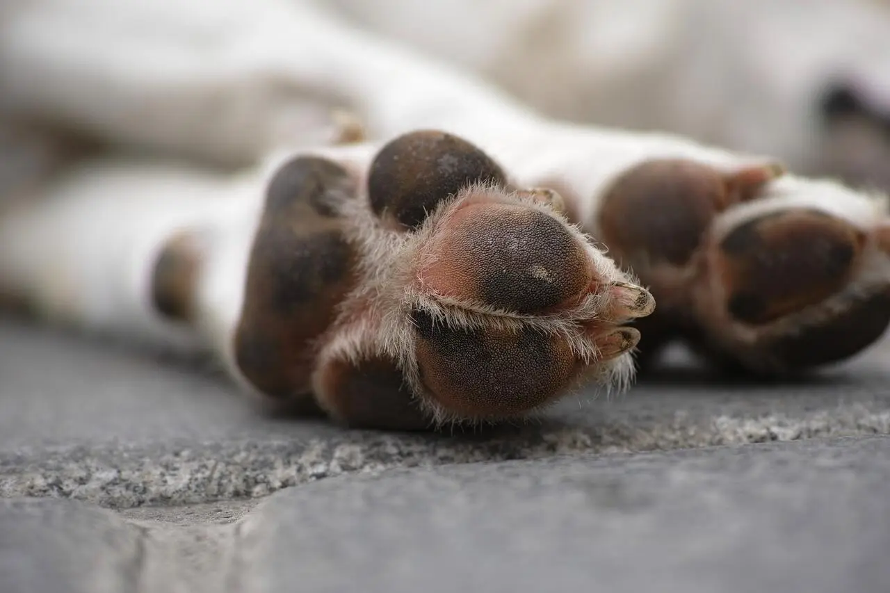 Il cane ucciso di botte