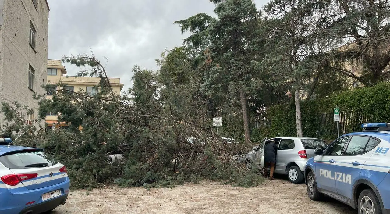 Grosso ramo spezzato dal forte vento