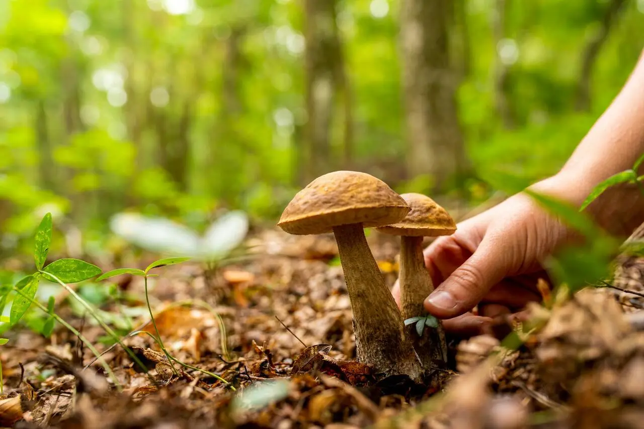Scoperto cercatore abusivo di funghi
