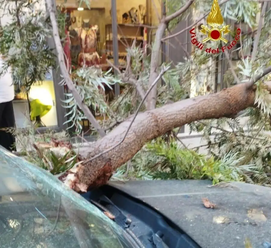 Il ramo di albero caduto sull'auto