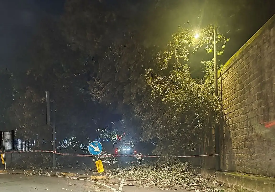 Albero crollato a Caserta