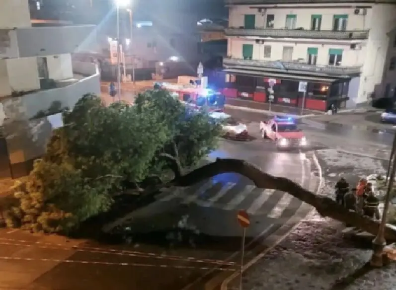 Il pino secolare crollato