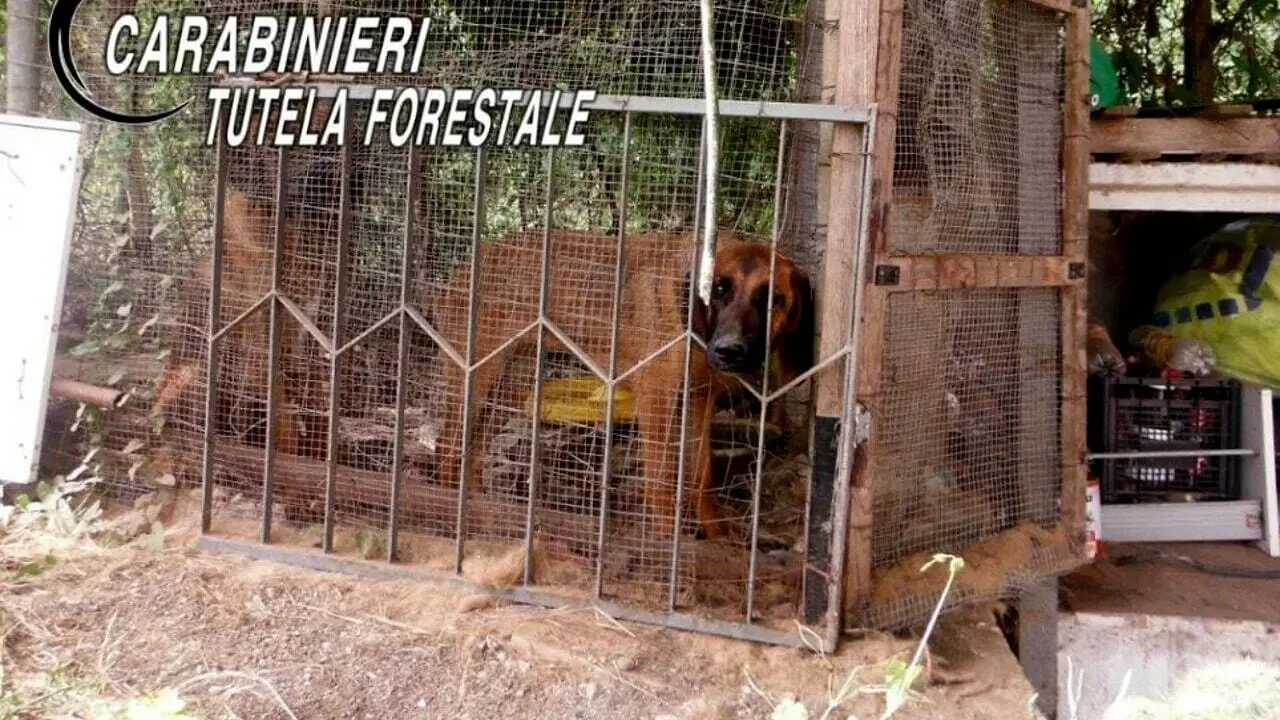 I cani sequestrati dalla Forestale