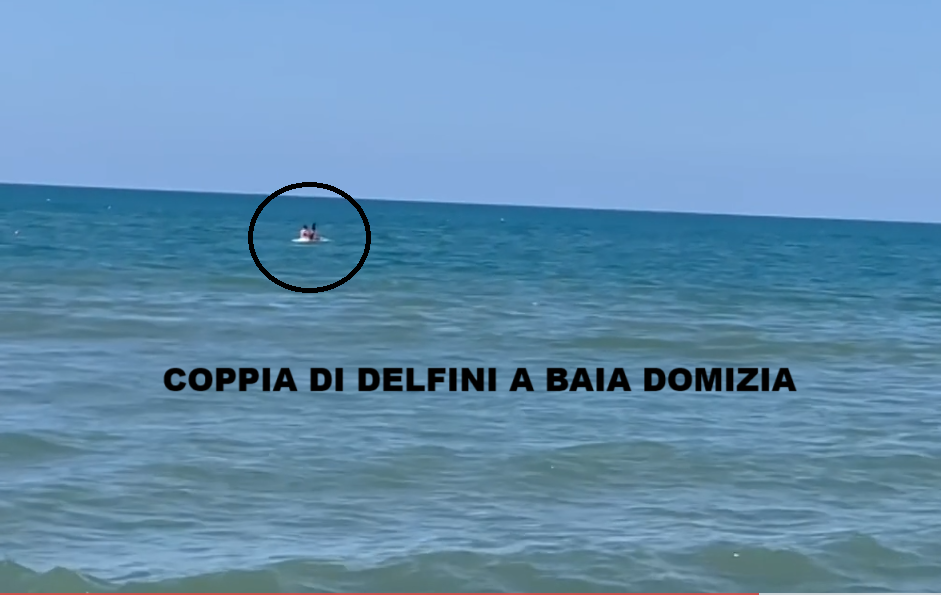 Coppia di delfini a Baia Domizia