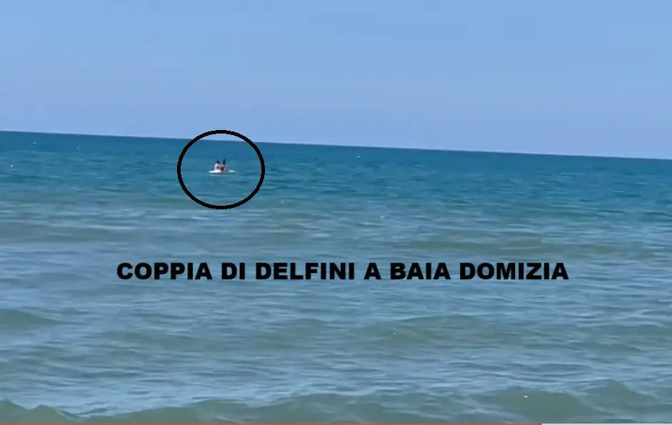 Coppia di delfini a Baia Domizia