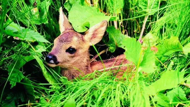 Il piccolo daino battezzato Lattanino