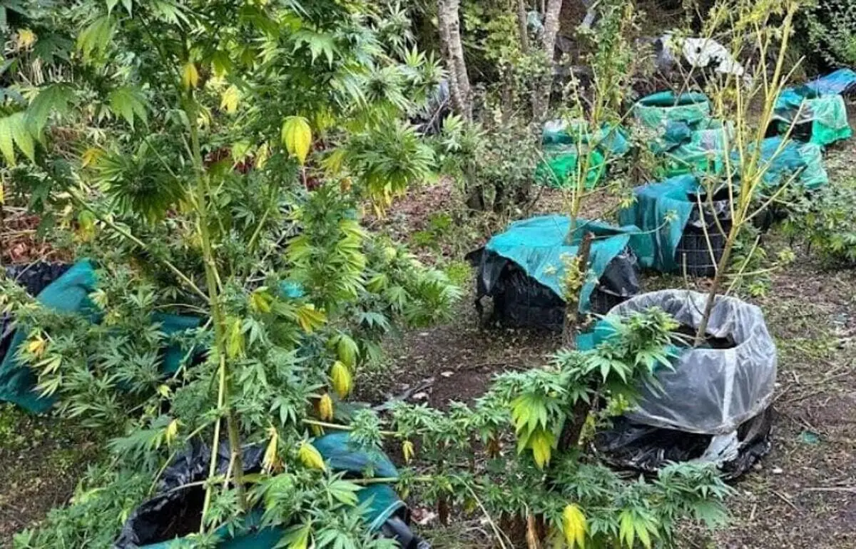 Sequestrata piantagione di marijuana in collina