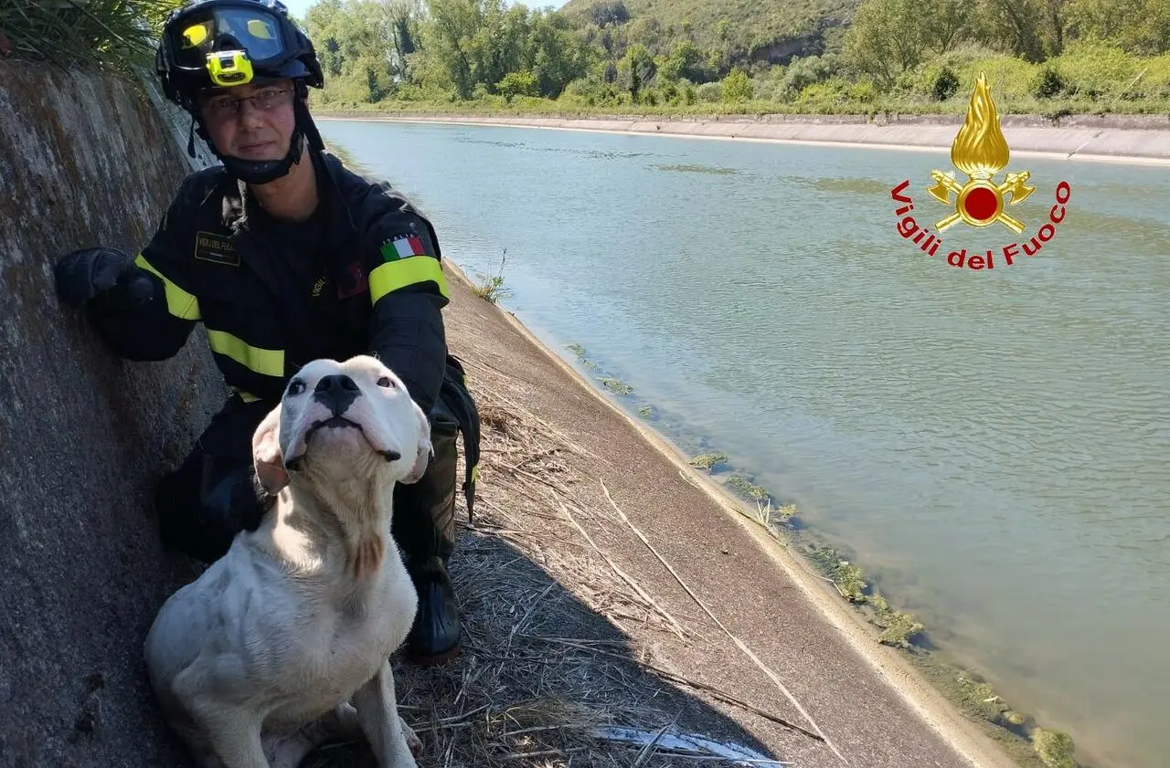 Il cane salvato dai pompieri