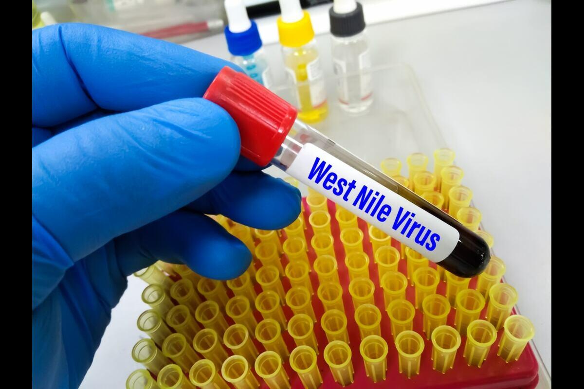 Allarme West Nile a Sessa Aurunca