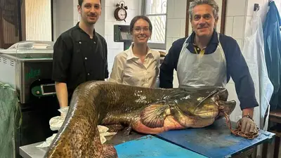 Pescato siluro a Como
