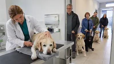 Labrador dal veterinario