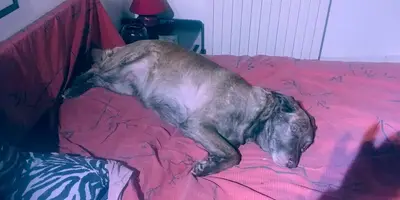 cane