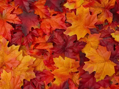 autumn