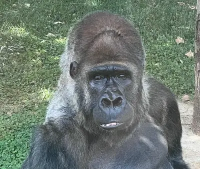 gorilla riu