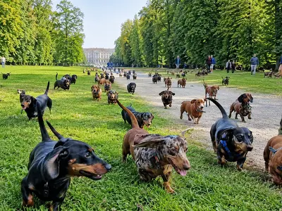 I bassotti al Parco di Monza