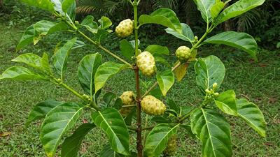 foglie e frutti della pianta noni