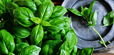 Foglie di basilico
