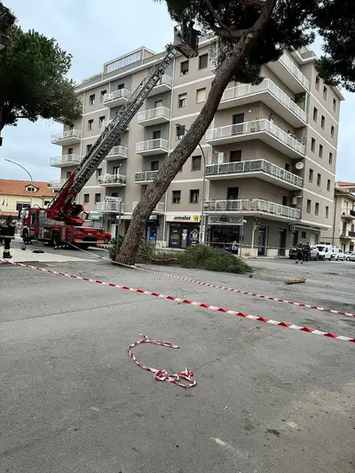 L'albero pericolante a Vibo