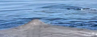 Il capodoglio avvistato a Fuscaldo