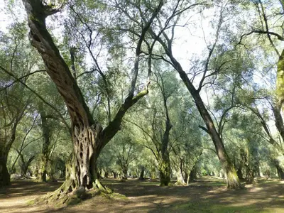 L’olio calabrese conquista le Tre Foglie del Gambero Rosso