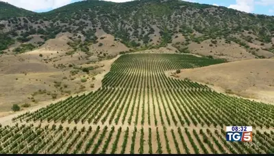 I vigneti del cirotano trasmessi da Gusto DiVino