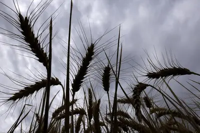 Grano