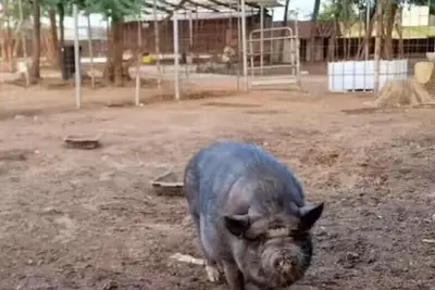 maiale in allevamento