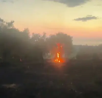 Gli ulivi in fiamme