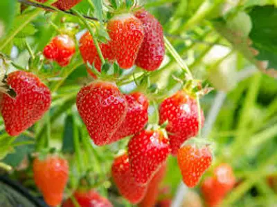 Pianta di fragole