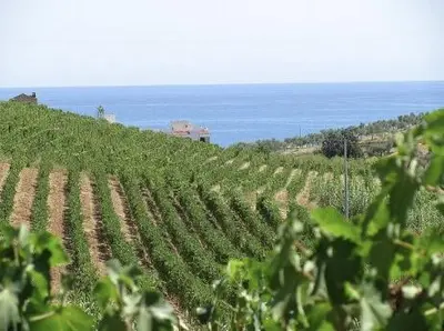 Vigneti Cirò