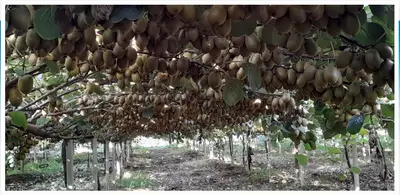 Coltivazione di Kiwi