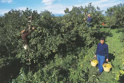 Donne imprenditrici calabresi agricoltura