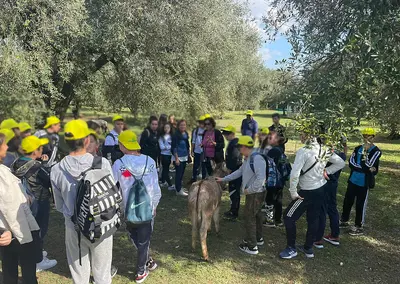 Ragazzi nell'uliveto