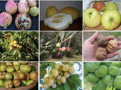 Immagine rappresentativa biodiversità agricola