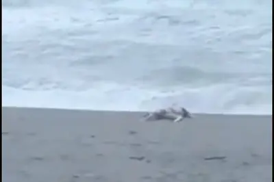 Il corpo a Coreca (foto Pietro Perri)