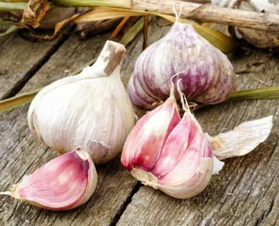 Aglio rosa di Papaglionti