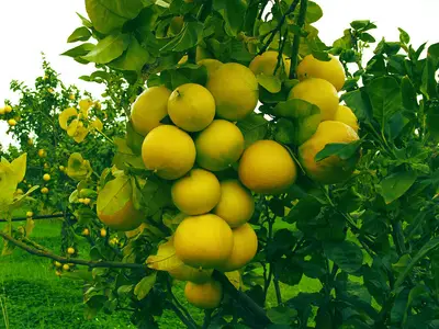 Bergamotto calabrese