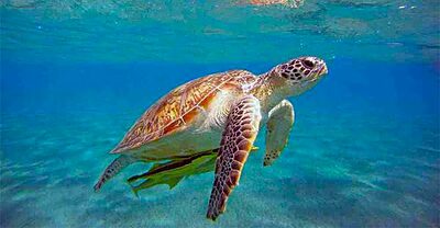 Una tartaruga caretta caretta