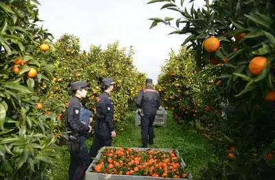 I carabinieri forestali all'opera