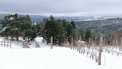 Vigneto più alto d'Europa