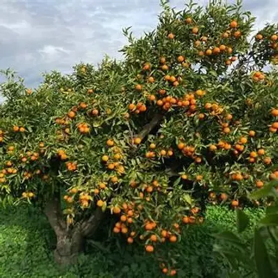 clementine
