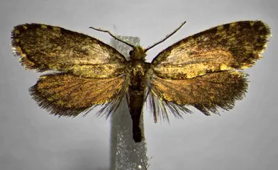 Diplodoma giulioregenii