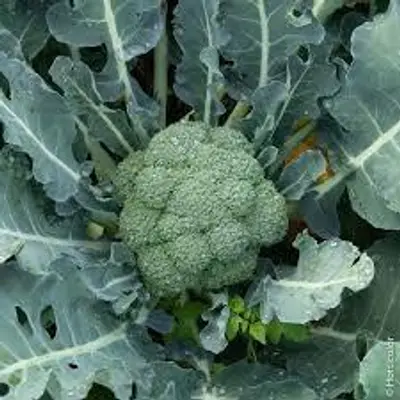 Broccolo calabrese