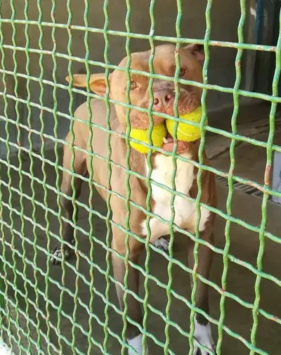 Un cagnolino del canile di Donnici