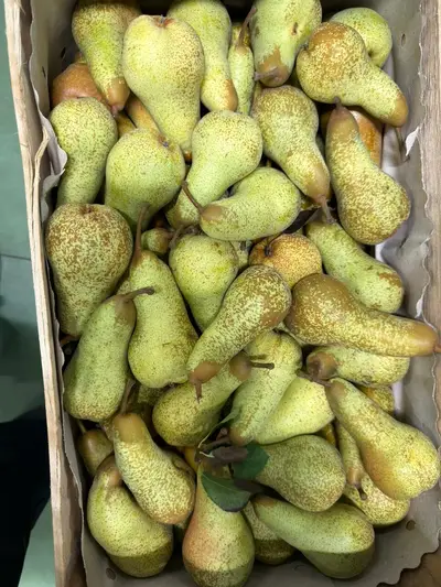pere