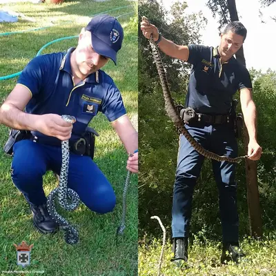 Il salvataggio delle bisce